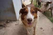 PAULI, Hund, Mischlingshund in Kroatien - Bild 8
