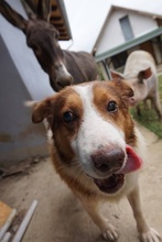 PAULI, Hund, Mischlingshund in Kroatien - Bild 9