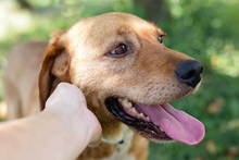 LEYA, Hund, Mischlingshund in Kroatien - Bild 1