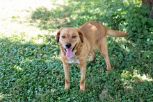 LEYA, Hund, Mischlingshund in Kroatien - Bild 2
