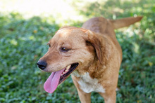 LEYA, Hund, Mischlingshund in Kroatien - Bild 3