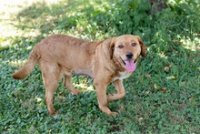 LEYA, Hund, Mischlingshund in Kroatien - Bild 4