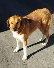 MELIA, Hund, Mischlingshund in Griechenland - Bild 1