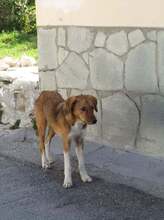 MELIA, Hund, Mischlingshund in Griechenland - Bild 4