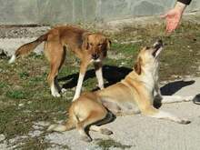 MELIA, Hund, Mischlingshund in Griechenland - Bild 6