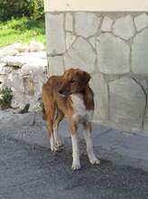 MELIA, Hund, Mischlingshund in Griechenland - Bild 8