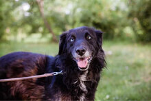 BLACKY, Hund, Mischlingshund in Bulgarien - Bild 3