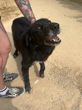 MANTORRAS, Hund, Mischlingshund in Portugal - Bild 6