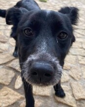 JOVAS, Hund, Mischlingshund in Portugal - Bild 1
