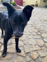 JOVAS, Hund, Mischlingshund in Portugal - Bild 2