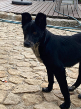 JOVAS, Hund, Mischlingshund in Portugal - Bild 4
