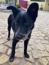 JOVAS, Hund, Mischlingshund in Portugal - Bild 5