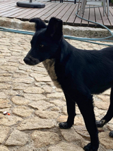 JOVAS, Hund, Mischlingshund in Portugal - Bild 6