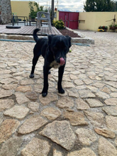 JOVAS, Hund, Mischlingshund in Portugal - Bild 8