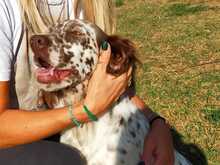LEANDRA, Hund, English Setter in Italien - Bild 2