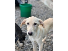 ALINA, Hund, Mischlingshund in Rumänien - Bild 1