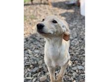 ALINA, Hund, Mischlingshund in Rumänien - Bild 5