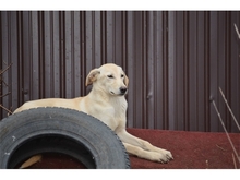 ALINA, Hund, Mischlingshund in Rumänien - Bild 7