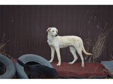 ALINA, Hund, Mischlingshund in Rumänien - Bild 8