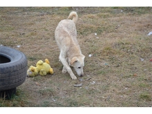AUSSI, Hund, Mischlingshund in Rumänien - Bild 10