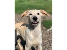 AUSSI, Hund, Mischlingshund in Rumänien - Bild 2