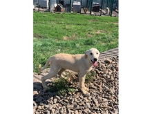 AUSSI, Hund, Mischlingshund in Rumänien - Bild 5