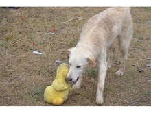 AUSSI, Hund, Mischlingshund in Rumänien - Bild 6