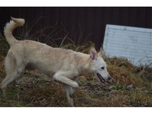 AUSSI, Hund, Mischlingshund in Rumänien - Bild 7
