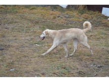 AUSSI, Hund, Mischlingshund in Rumänien - Bild 8