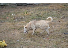 AUSSI, Hund, Mischlingshund in Rumänien - Bild 9