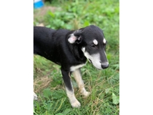 GINI, Hund, Mischlingshund in Rumänien - Bild 2
