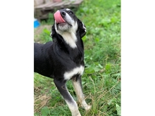 GINI, Hund, Mischlingshund in Rumänien - Bild 5