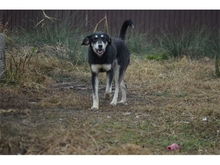GINI, Hund, Mischlingshund in Rumänien - Bild 6