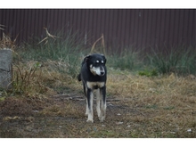 GINI, Hund, Mischlingshund in Rumänien - Bild 7