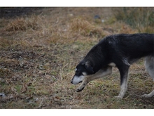 GINI, Hund, Mischlingshund in Rumänien - Bild 9
