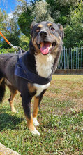 BLUES, Hund, Mischlingshund in Italien - Bild 3