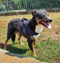 BLUES, Hund, Mischlingshund in Italien - Bild 5