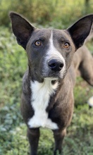 EINSTEIN, Hund, Mischlingshund in Griechenland - Bild 4