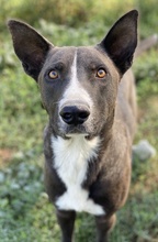 EINSTEIN, Hund, Mischlingshund in Griechenland - Bild 7