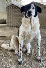 KEMIT, Hund, Mischlingshund in Griechenland - Bild 12