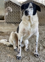 KEMIT, Hund, Mischlingshund in Griechenland - Bild 13