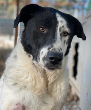 KEMIT, Hund, Mischlingshund in Griechenland - Bild 24