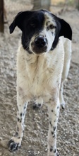 KEMIT, Hund, Mischlingshund in Griechenland - Bild 3