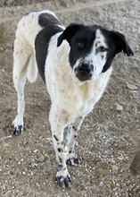 KEMIT, Hund, Mischlingshund in Griechenland - Bild 5