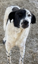 KEMIT, Hund, Mischlingshund in Griechenland - Bild 6