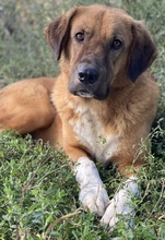 MALETTO, Hund, Mischlingshund in Griechenland - Bild 10