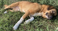 MALETTO, Hund, Mischlingshund in Griechenland - Bild 11