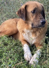 MALETTO, Hund, Mischlingshund in Griechenland - Bild 12