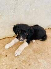 MELPO, Hund, Mischlingshund in Griechenland - Bild 10
