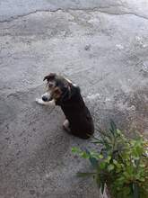 MELPO, Hund, Mischlingshund in Griechenland - Bild 13